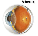 DMAE_macula_cat