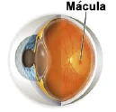 Mácula